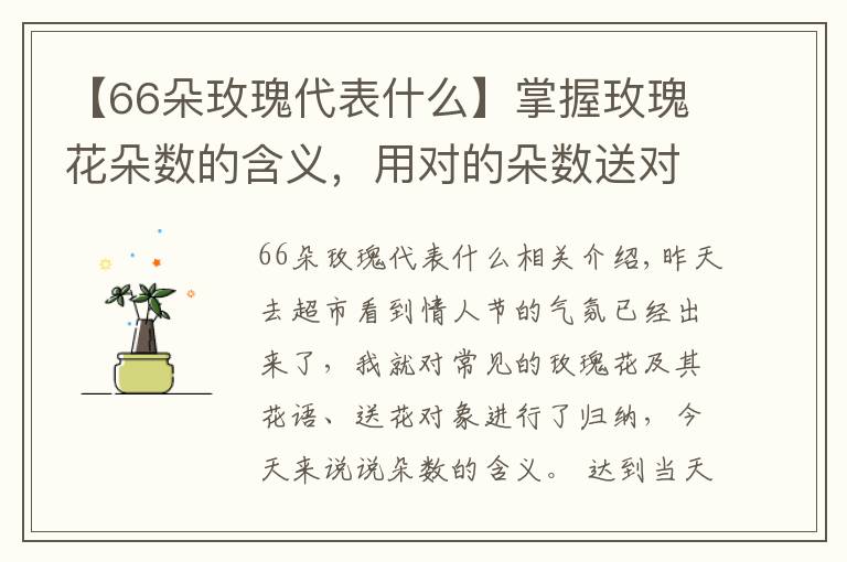 【66朵玫瑰代表什么】掌握玫瑰花朵數(shù)的含義，用對(duì)的朵數(shù)送對(duì)的人！