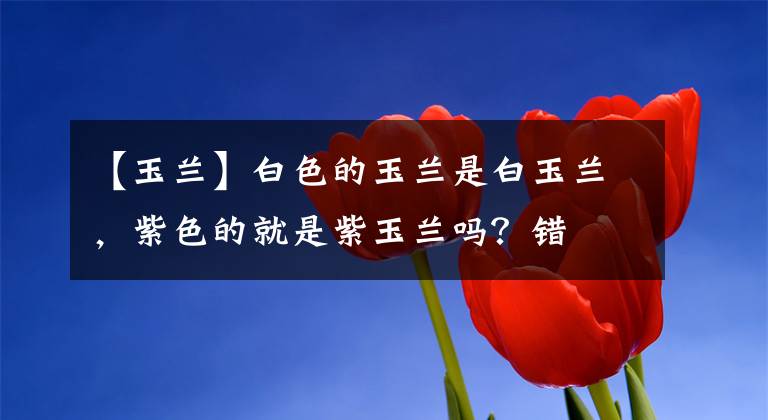 【玉蘭】白色的玉蘭是白玉蘭，紫色的就是紫玉蘭嗎？錯(cuò)