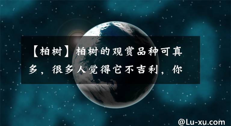 【柏樹】柏樹的觀賞品種可真多，很多人覺得它不吉利，你也這樣覺得嗎？