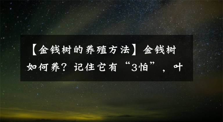 【金錢樹的養(yǎng)殖方法】金錢樹如何養(yǎng)？記住它有“3怕”，葉子一串串，枝多葉多新芽多