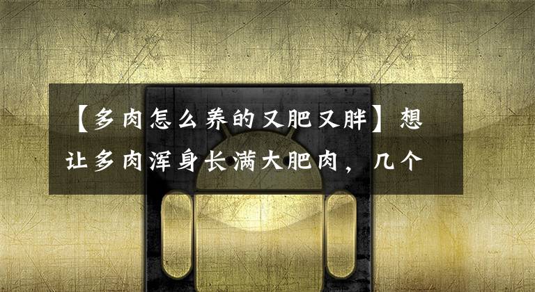 【多肉怎么養(yǎng)的又肥又胖】想讓多肉渾身長滿大肥肉，幾個招式必須學會，一星期就變豐滿