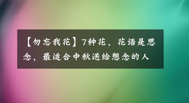 【勿忘我花】7種花，花語是思念，最適合中秋送給想念的人