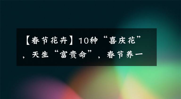 【春節(jié)花卉】10種“喜慶花”，天生“富貴命”，春節(jié)養(yǎng)一盆，來年運氣一直旺