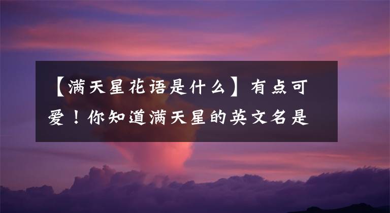 【滿(mǎn)天星花語(yǔ)是什么】有點(diǎn)可愛(ài)！你知道滿(mǎn)天星的英文名是什么嗎？