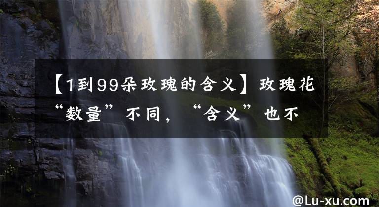 【1到99朵玫瑰的含義】玫瑰花“數(shù)量”不同，“含義”也不同，送錯了容易鬧笑話