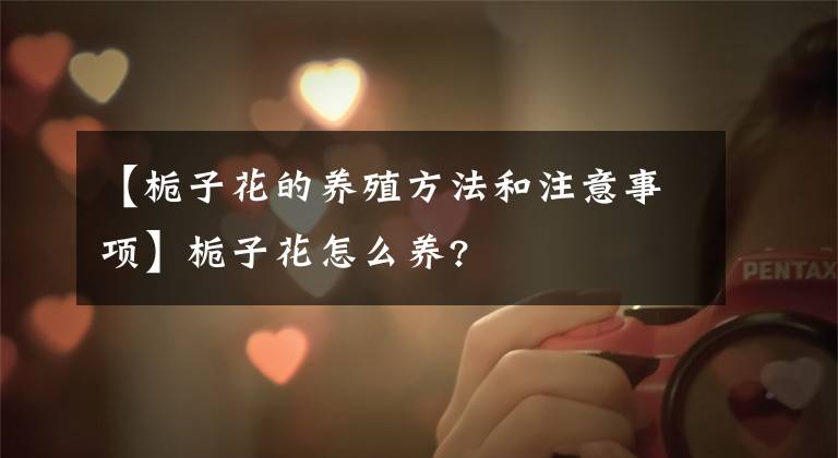 【梔子花的養(yǎng)殖方法和注意事項】梔子花怎么養(yǎng)?