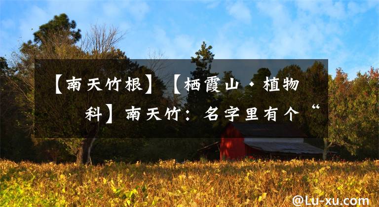 【南天竹根】【棲霞山·植物百科】南天竹：名字里有個“竹”字，卻和竹子沒啥關(guān)系