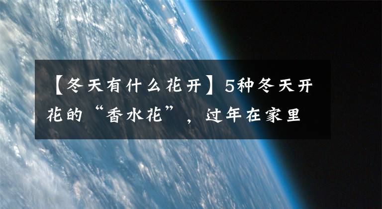 【冬天有什么花開】5種冬天開花的“香水花”，過年在家里擺上一盆，身心舒暢