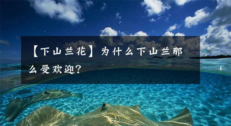 【下山蘭花】為什么下山蘭那么受歡迎？