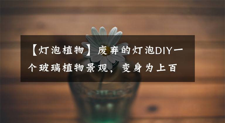 【燈泡植物】廢棄的燈泡DIY一個玻璃植物景觀，變身為上百元的盆景