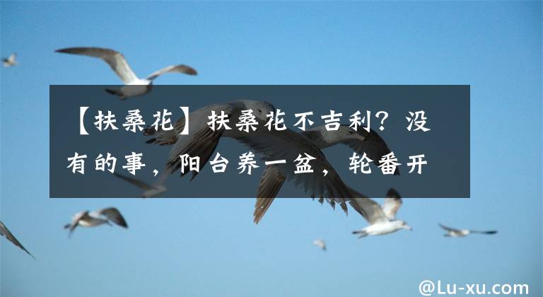 【扶?；ā糠錾；ú患?？沒(méi)有的事，陽(yáng)臺(tái)養(yǎng)一盆，輪番開(kāi)大花