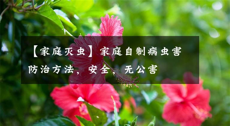 【家庭滅蟲(chóng)】家庭自制病蟲(chóng)害防治方法，安全，無(wú)公害