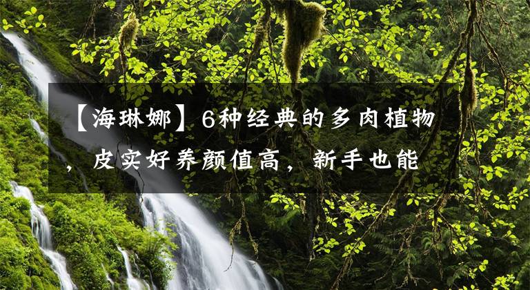 【海琳娜】6種經(jīng)典的多肉植物，皮實好養(yǎng)顏值高，新手也能養(yǎng)出好狀態(tài)