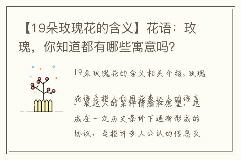 【19朵玫瑰花的含義】花語：玫瑰，你知道都有哪些寓意嗎？