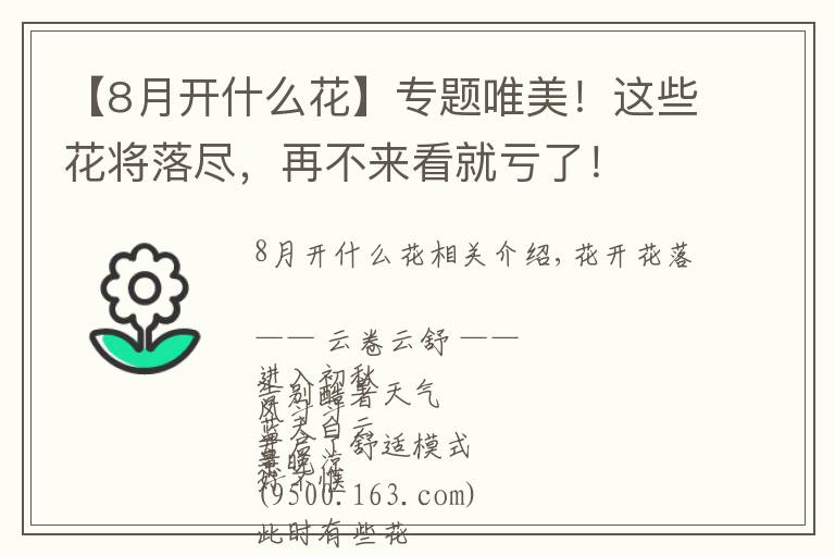 【8月開(kāi)什么花】專(zhuān)題唯美！這些花將落盡，再不來(lái)看就虧了！