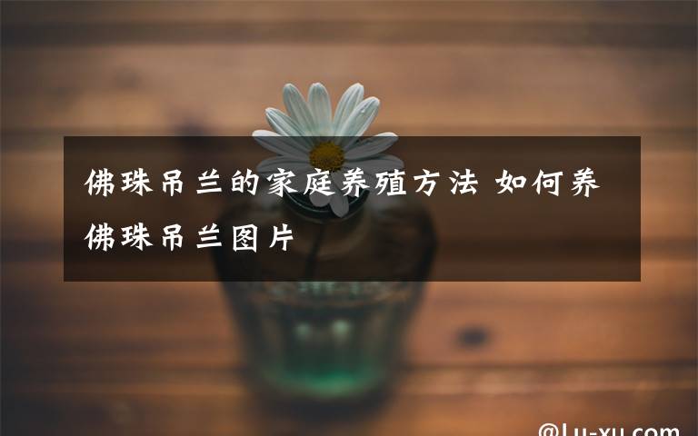 佛珠吊蘭的家庭養(yǎng)殖方法 如何養(yǎng)佛珠吊蘭圖片