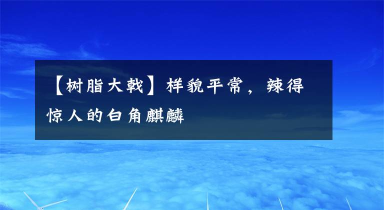 【樹脂大戟】樣貌平常，辣得驚人的白角麒麟