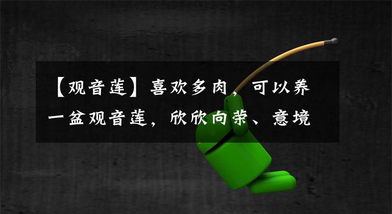 【觀音蓮】喜歡多肉，可以養(yǎng)一盆觀音蓮，欣欣向榮、意境深遠(yuǎn)