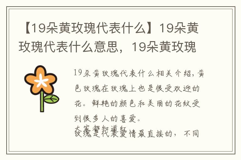 【19朵黃玫瑰代表什么】19朵黃玫瑰代表什么意思，19朵黃玫瑰花語(yǔ)是什么（為愛(ài)道歉）