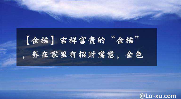 【金桔】吉祥富貴的“金桔”，養(yǎng)在家里有招財寓意，金色的果子喜氣洋洋