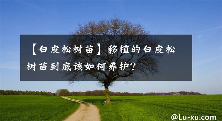 【白皮松樹苗】移植的白皮松樹苗到底該如何養(yǎng)護(hù)？