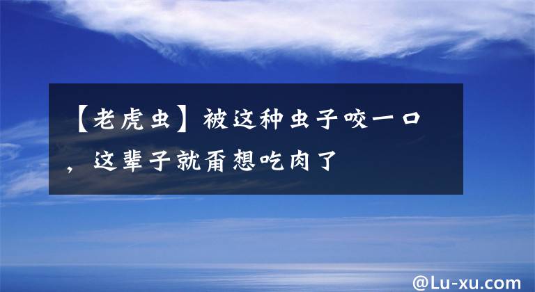 【老虎蟲】被這種蟲子咬一口，這輩子就甭想吃肉了