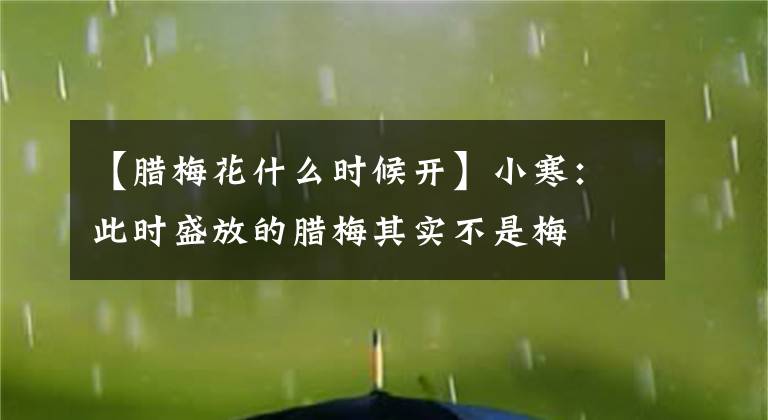 【臘梅花什么時(shí)候開】小寒：此時(shí)盛放的臘梅其實(shí)不是梅