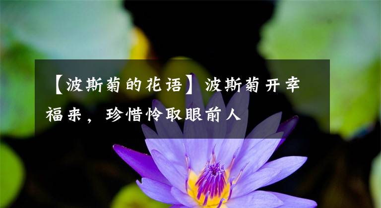 【波斯菊的花語】波斯菊開幸福來，珍惜憐取眼前人