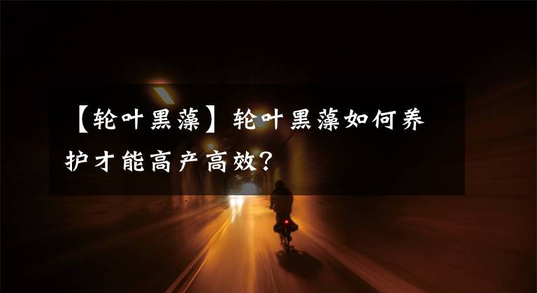 【輪葉黑藻】輪葉黑藻如何養(yǎng)護才能高產(chǎn)高效？