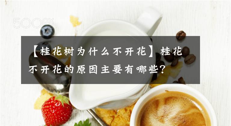 【桂花樹為什么不開花】桂花不開花的原因主要有哪些？