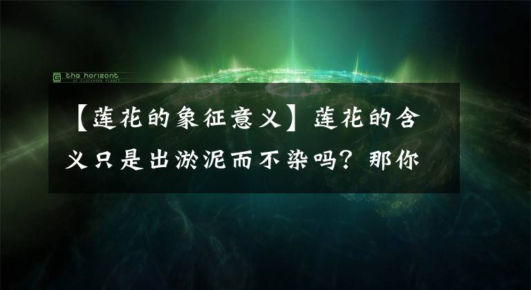 【蓮花的象征意義】蓮花的含義只是出淤泥而不染嗎？那你把蓮花想得太簡單，都想錯了