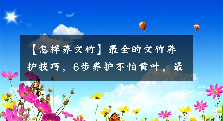 【怎樣養(yǎng)文竹】最全的文竹養(yǎng)護技巧，6步養(yǎng)護不怕黃葉，最佳擺放位置都告訴你！