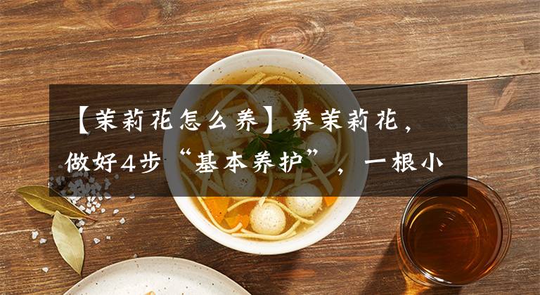 【茉莉花怎么養(yǎng)】養(yǎng)茉莉花，做好4步“基本養(yǎng)護(hù)”，一根小枝條，快速變強(qiáng)壯