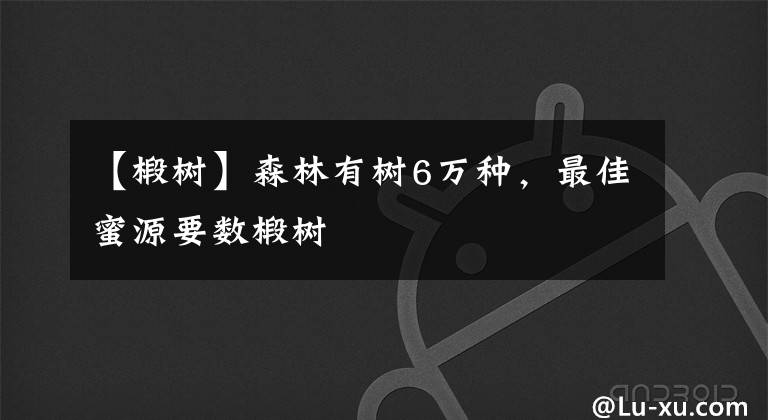 【椴樹】森林有樹6萬種，最佳蜜源要數(shù)椴樹