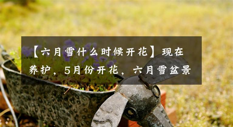 【六月雪什么時(shí)候開(kāi)花】現(xiàn)在養(yǎng)護(hù)，5月份開(kāi)花，六月雪盆景矮化處理讓人眼前一亮！