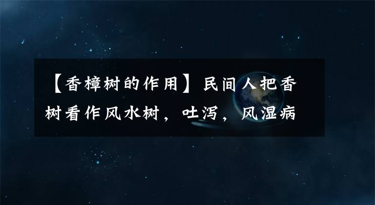 【香樟樹的作用】民間人把香樹看作風(fēng)水樹，吐瀉，風(fēng)濕病麻痹，摔倒損傷。