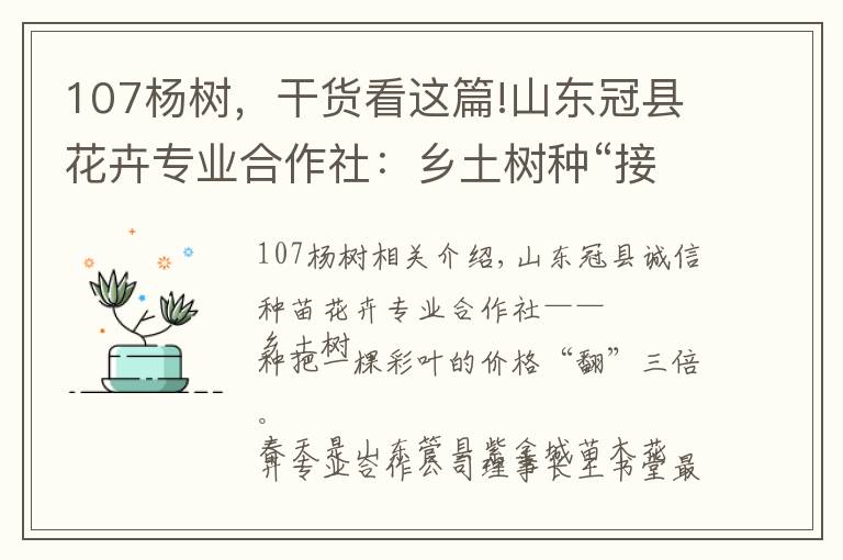 107楊樹，干貨看這篇!山東冠縣花卉專業(yè)合作社：鄉(xiāng)土樹種“接”彩葉 一棵價(jià)格翻三倍