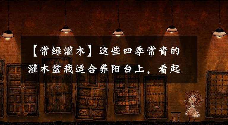 【常綠灌木】這些四季常青的灌木盆栽適合養(yǎng)陽(yáng)臺(tái)上，看起來(lái)特別霸氣