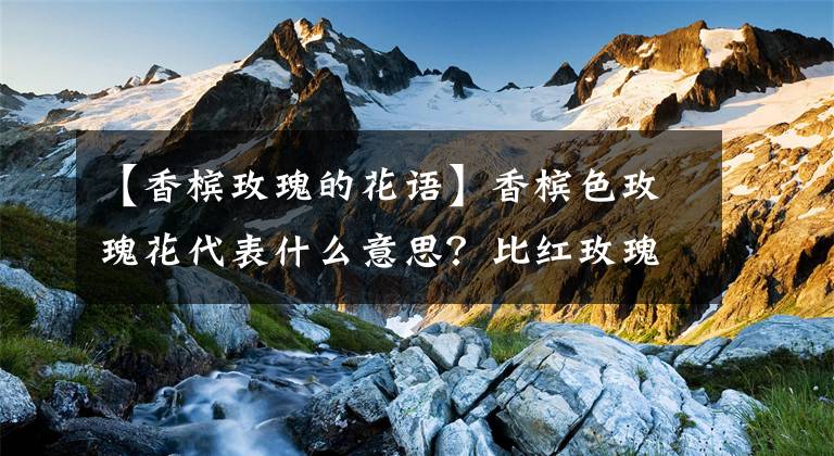 【香檳玫瑰的花語(yǔ)】香檳色玫瑰花代表什么意思？比紅玫瑰鐘情，比白玫瑰優(yōu)雅，知道嗎