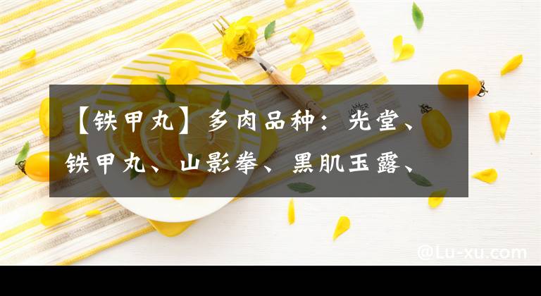 【鐵甲丸】多肉品種：光堂、鐵甲丸、山影拳、黑肌玉露、黃微紋玉