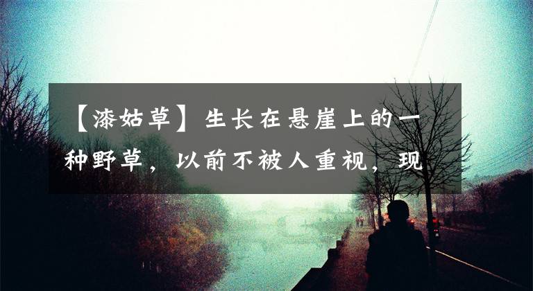 【漆姑草】生長(zhǎng)在懸崖上的一種野草，以前不被人重視，現(xiàn)在卻成了一味好藥材