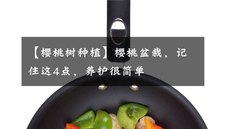 【櫻桃樹種植】櫻桃盆栽，記住這4點(diǎn)，養(yǎng)護(hù)很簡單