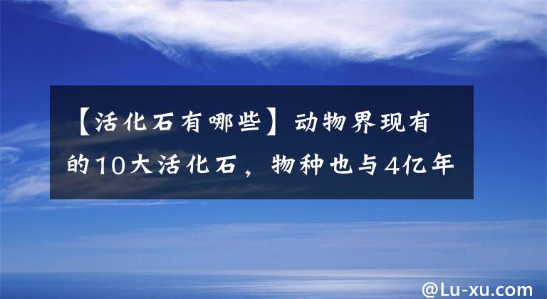 【活化石有哪些】動物界現(xiàn)有的10大活化石，物種也與4億年前沒有多大差別