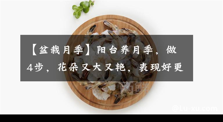 【盆栽月季】陽臺(tái)養(yǎng)月季，做4步，花朵又大又艷，表現(xiàn)好更完美