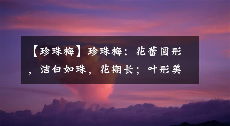 【珍珠梅】珍珠梅：花蕾圓形，潔白如珠，花期長(zhǎng)；葉形美麗，秋葉黃艷