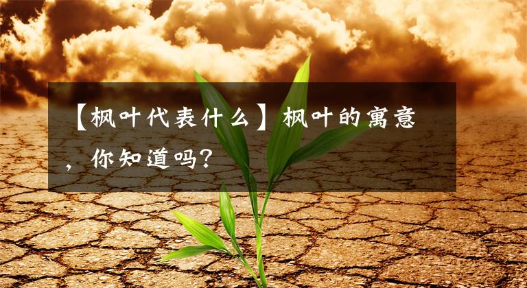 【楓葉代表什么】楓葉的寓意，你知道嗎？