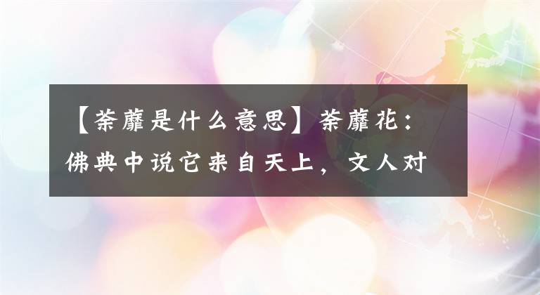 【荼蘼是什么意思】荼蘼花：佛典中說它來自天上，文人對它尤其偏愛 對此你怎么看