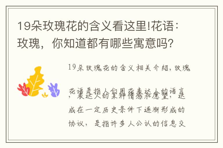 19朵玫瑰花的含義看這里!花語：玫瑰，你知道都有哪些寓意嗎？