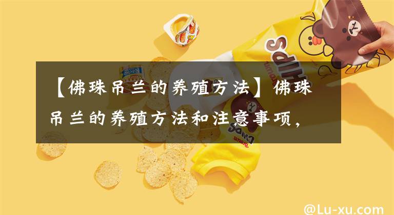 【佛珠吊蘭的養(yǎng)殖方法】佛珠吊蘭的養(yǎng)殖方法和注意事項(xiàng)，4個(gè)要點(diǎn)，長(zhǎng)成綠瀑布