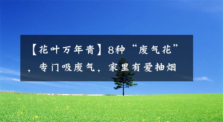 【花葉萬年青】8種“廢氣花”，專門吸廢氣，家里有愛抽煙的人，最適合養(yǎng)它們